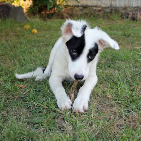 Pet minding in Ballina