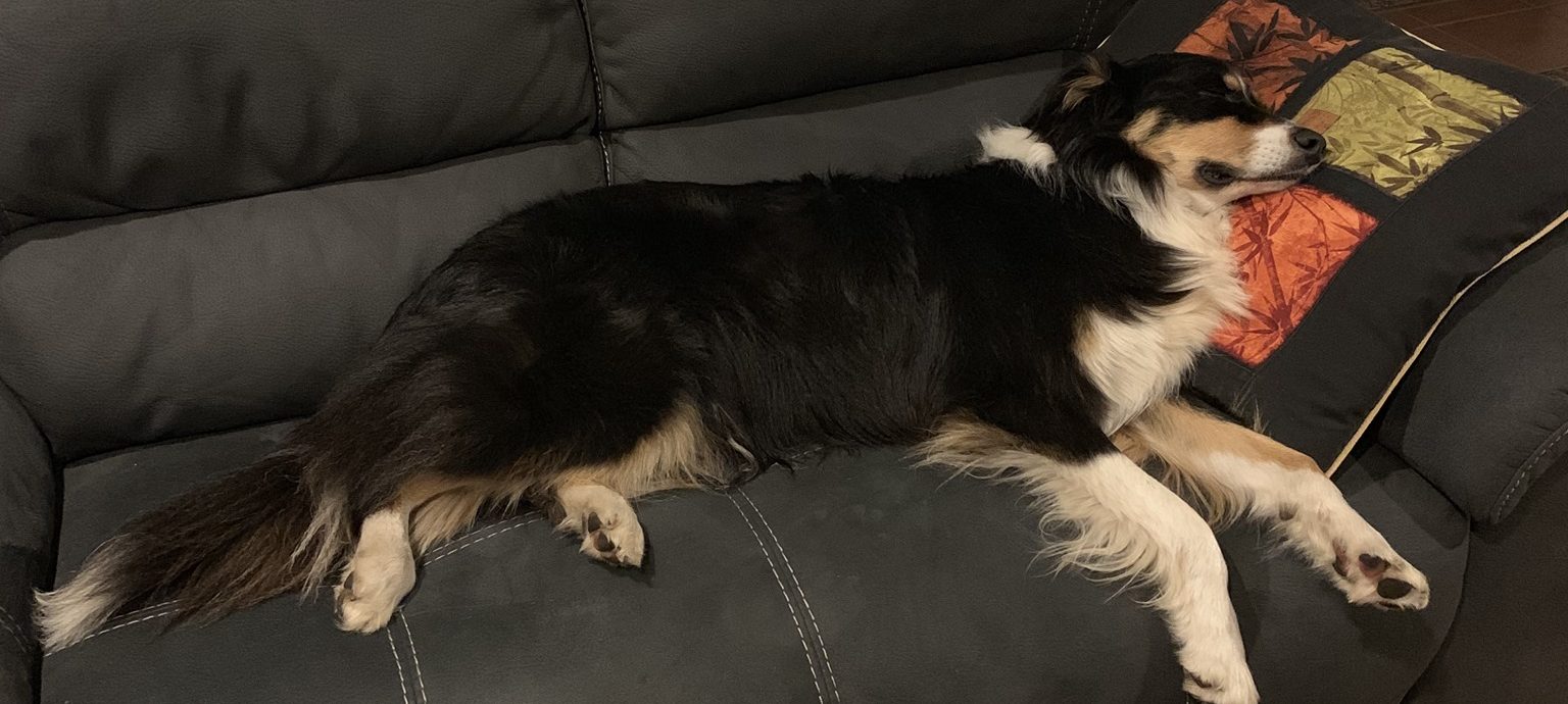Dog relaxing on the couch