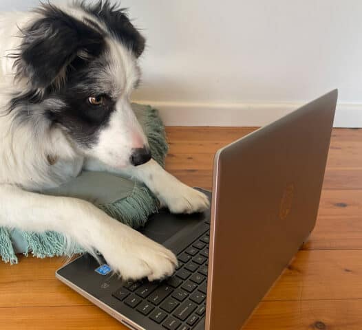 Online dog training consultations